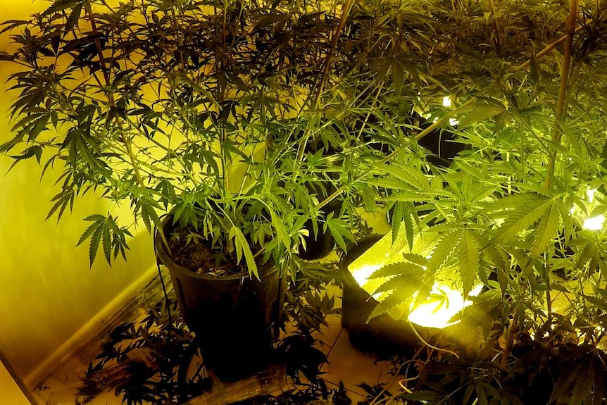 Cannabis plants on the floor of a room with yellow lighting.