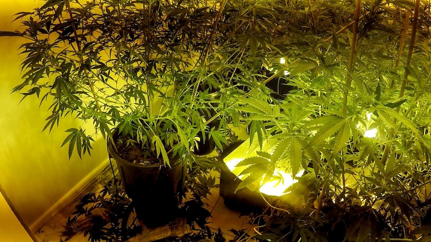 Cannabis plants on the floor of a room with yellow lighting.