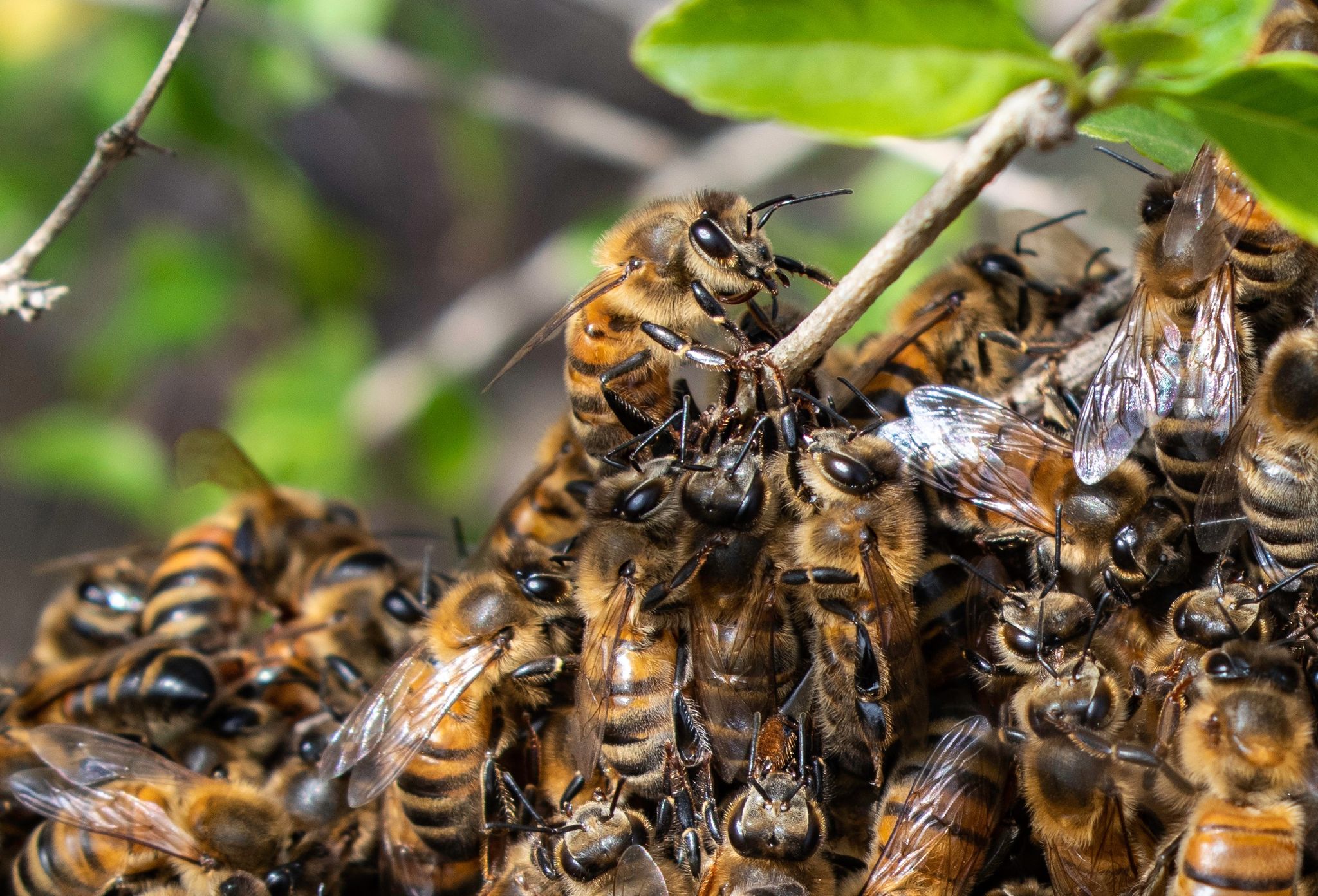 A close up for feral European honey bees.