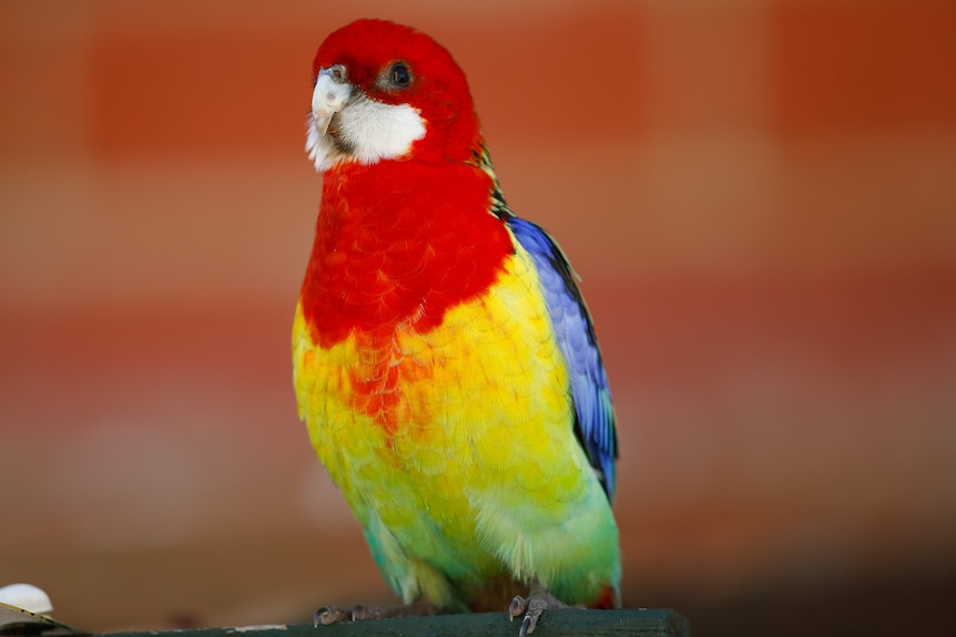 A perched eastern rosella. 