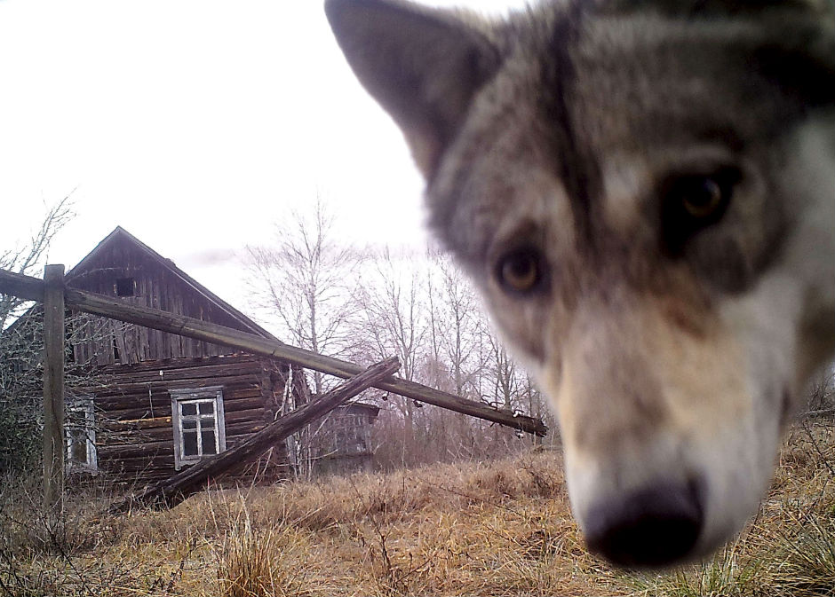 A wolf looks into the camera inside the exclusion zone around the Chernobyl nuclear reactor.