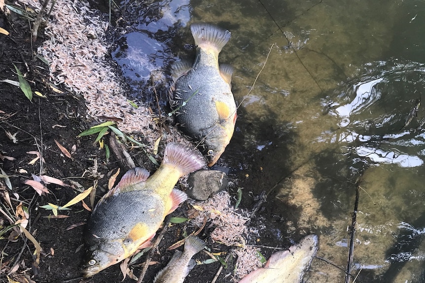 Dead fish found on the Macintyre River include golden perch, Murray cod, catfish, and shrimp