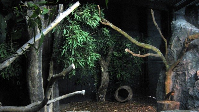 The nocturnal enclosure for Spotted-tailed Quolls at Newcastle's Blackbutt Reserve.