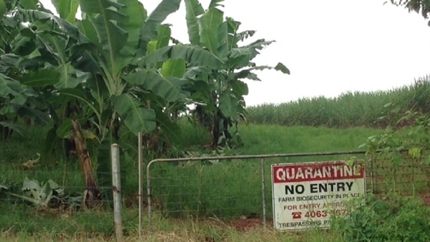 banana plants growing behind a fence with biosecurity sign in the front and cane fields in the background