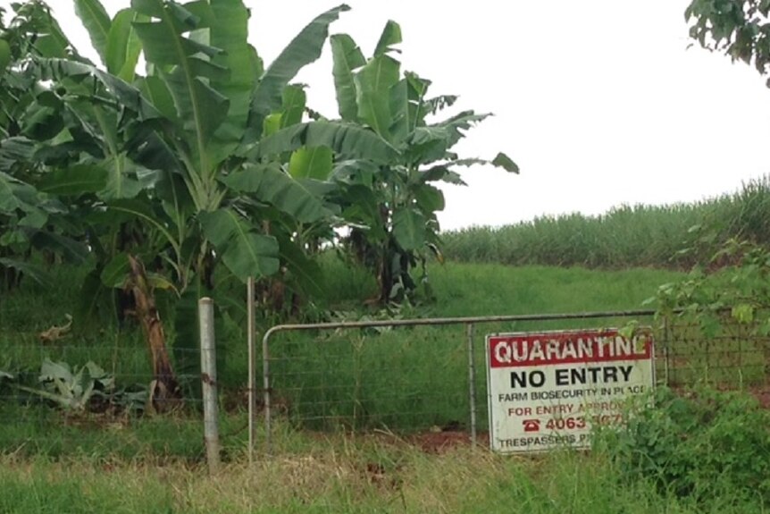 banana plants growing behind a fence with biosecurity sign in the front and cane fields in the background