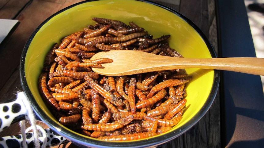 Fried mealworms