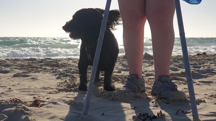 A woman's legs with walking sticks and a small dog on the beach.