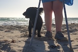 A woman's legs with walking sticks and a small dog on the beach.