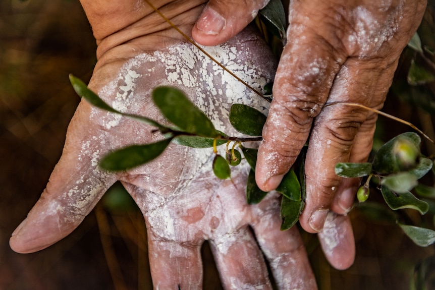 A hand with a bush with small berries on it, in her hand.