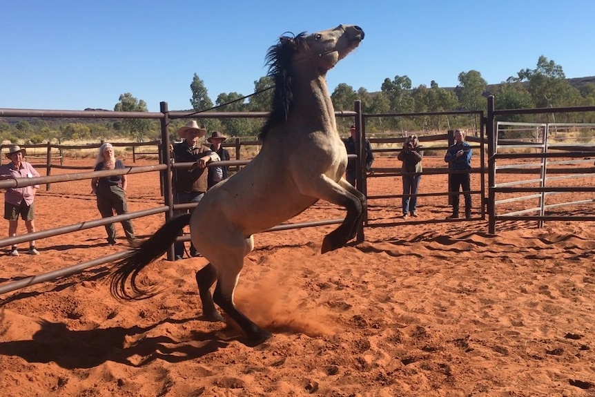 Horse rearing in round up ring.