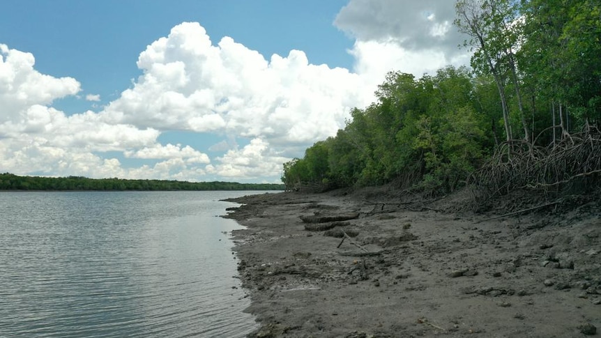 A muddy bank by a stretch of water, bright white clouds in a blue sky above and vivid green bush behind it.