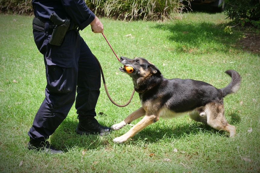 A German Shepard playing with a toy on a lead