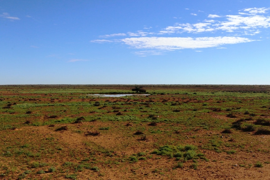 Green grass surrounds a small dam in the South Australian Outback
