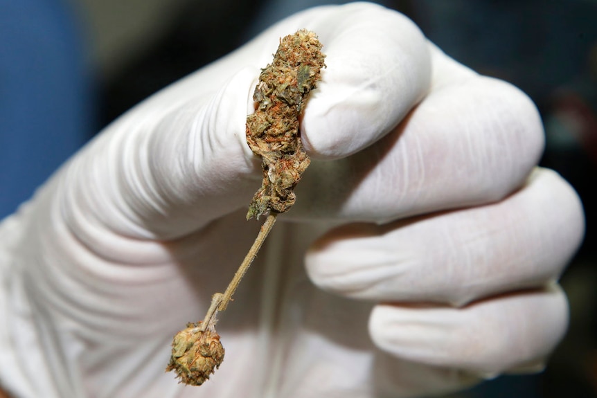 A closeup of a gloved hand holding a small marijuana bud