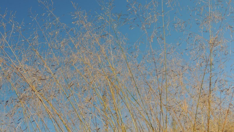 A weedy grass blowing in the wind with blue sky behind.