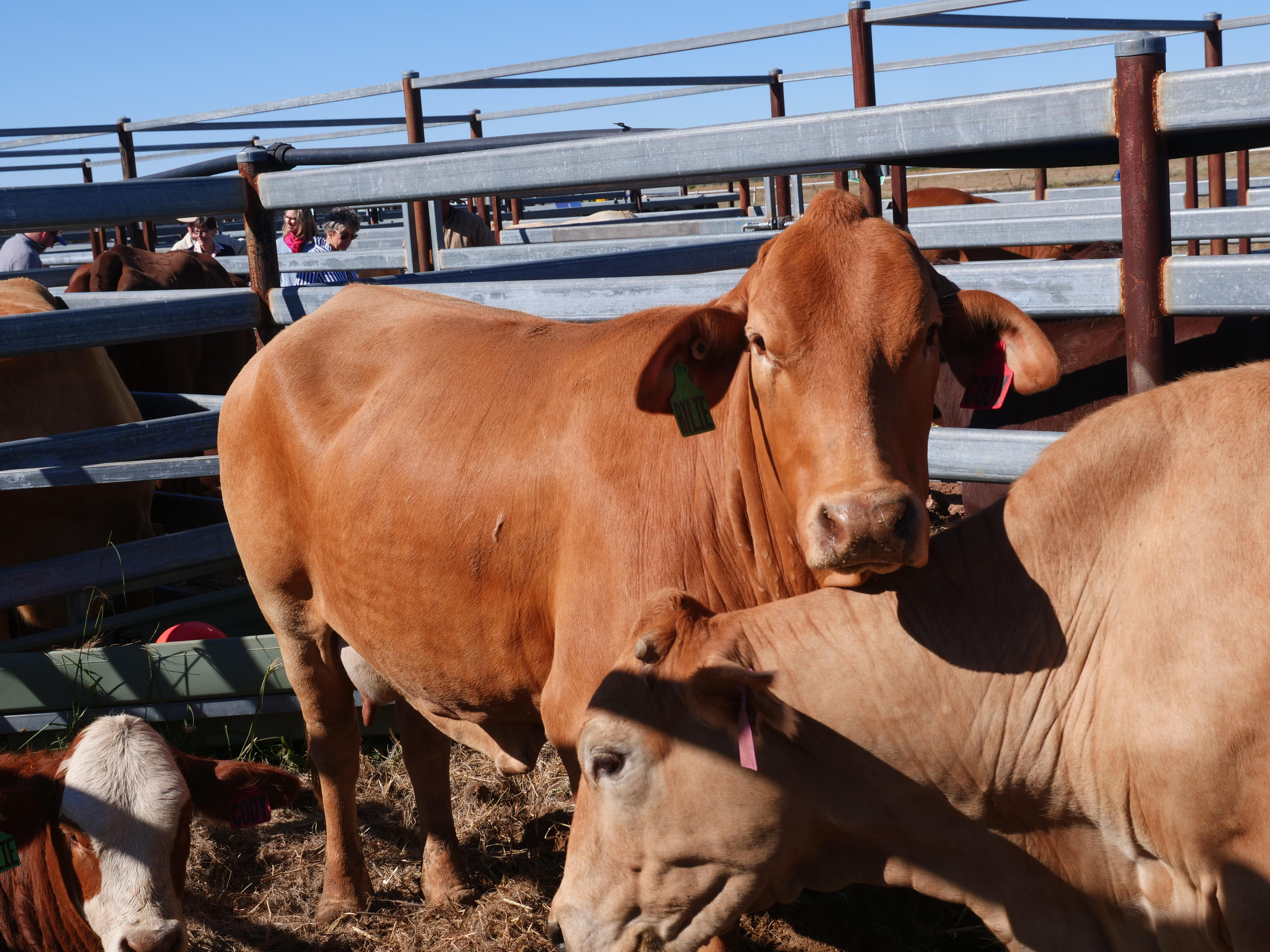A healthy broad-shouldered cow stares at you intently while in a metal yard in the hot outback sun.