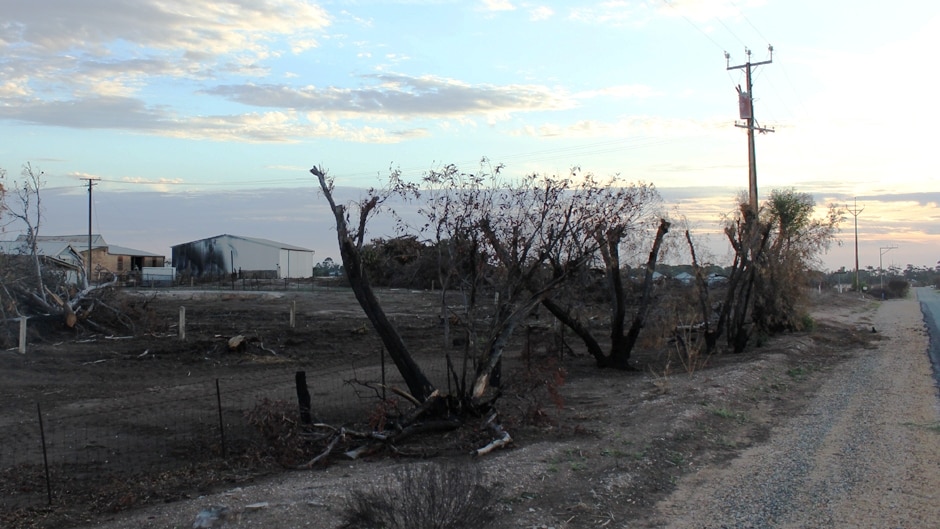 A shed with a burn mark on the side and burnt trees that have been cut.