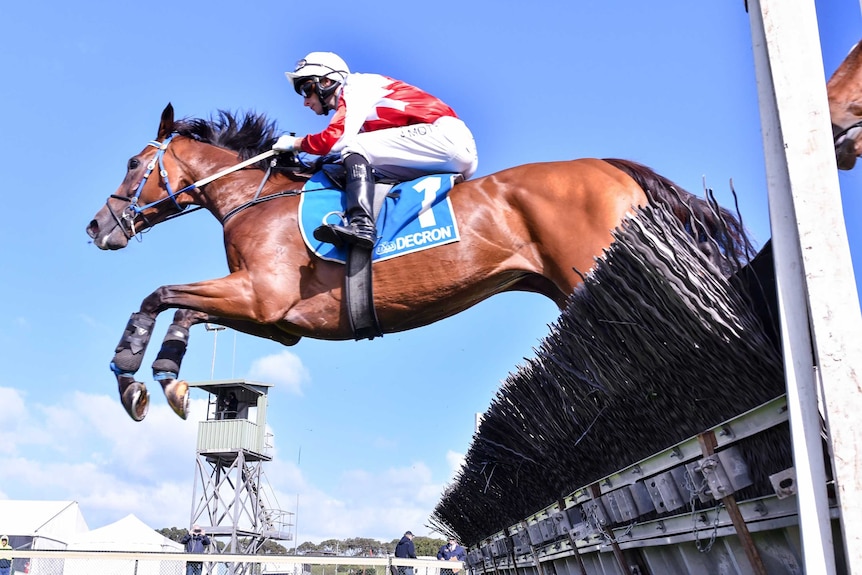 A horse jumping over a gate during jumps racing