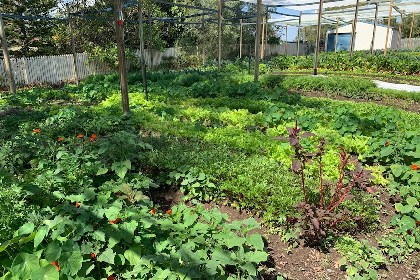 Rows of bright green plants, under a plastic shade.