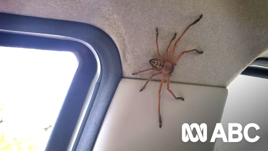 🕷️ Spider season in Australia 😱 - World's Amazing pictures
