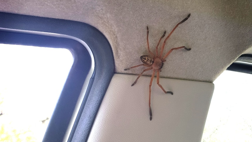 A large huntsman spider on the inside of a car, just above the top of the seatbelt.