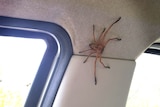A large huntsman spider on the inside of a car, just above the top of the seatbelt.