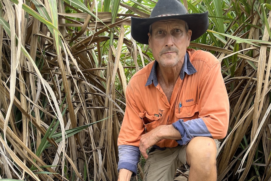 Greg Zipf crouching next to an ants nest on a cane farm.