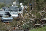 A car, its windscreen smashed by a fallen tree, sits on Payne Road