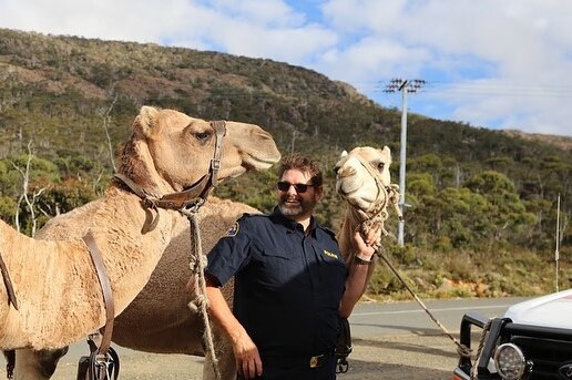 An SES volunteer with two camels tied to a bull bar of an SES vehicle on the side of a road.