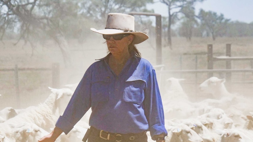 A woman walks through a flock of Dorper sheep in the dusty yards.