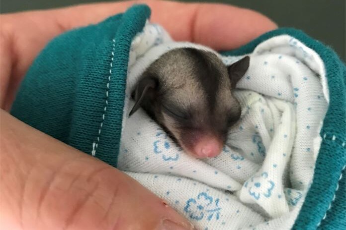 A hand holding a tiny, grey glider with a pink nose wrapped in a teal and white blanket