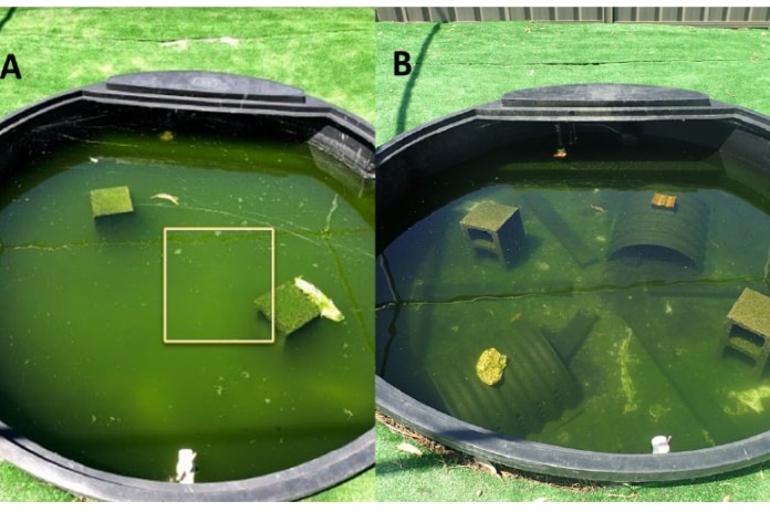 Comparison of two pools, one with clear water where turtles were introduced and a murky one without turtles.