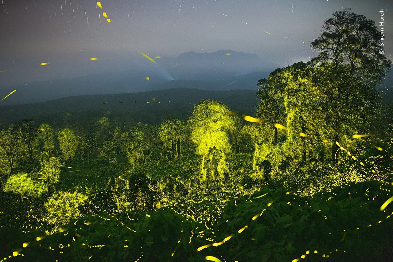 O pădure luminată de lumini verzi strălucitoare ale licuricilor