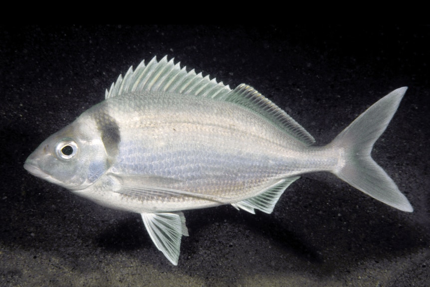 A silver fish underwater