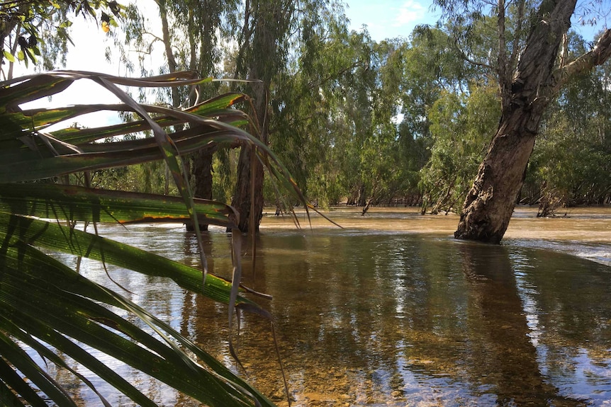 view through bushes of australian wetlands with water flowing through the trees