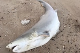 Shark carcass on sand with multiple fins removed