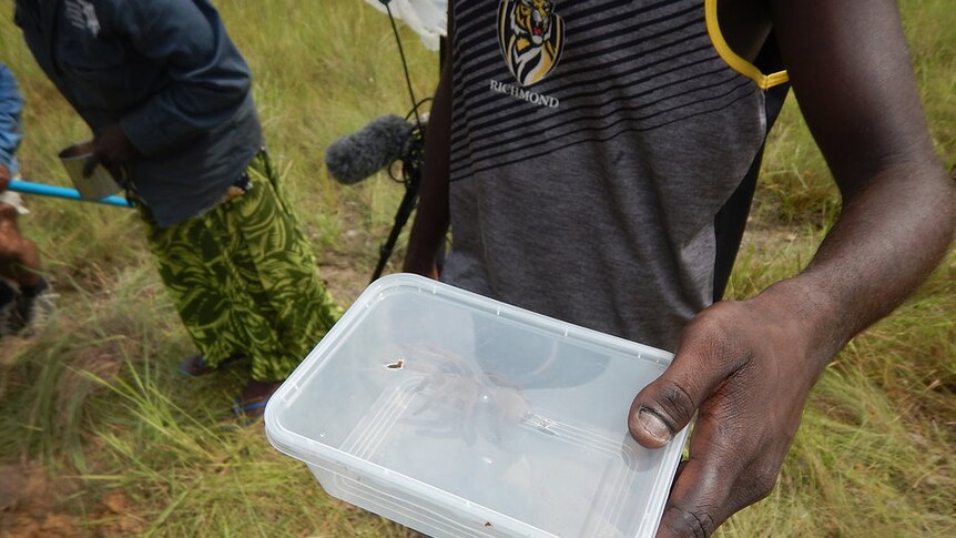 A photo of a student holding a plastic container that has a diving tarantula in it.