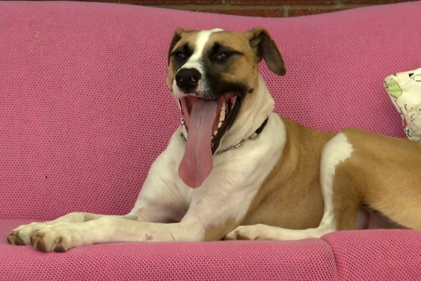 Dog sits on a pink couch.