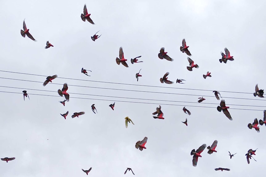 A flock of galahs flies off in NSW.