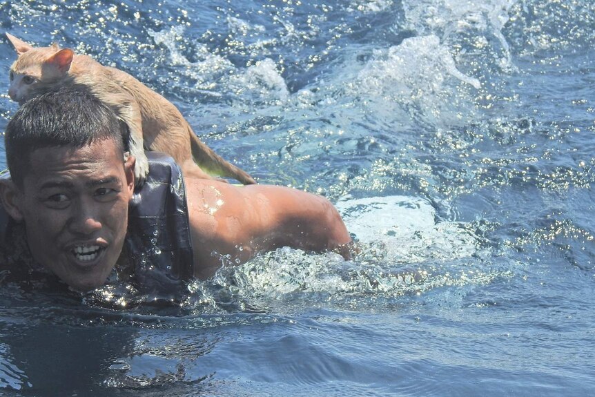 A male Thai navy officer swims with a rescued cat on his back in the ocean
