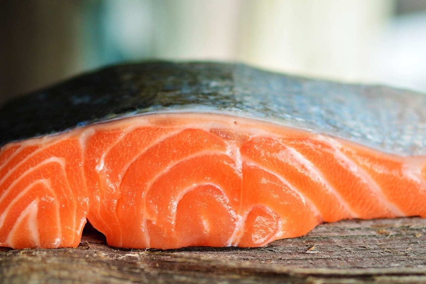 A piece of pink salmon flesh with its skin on