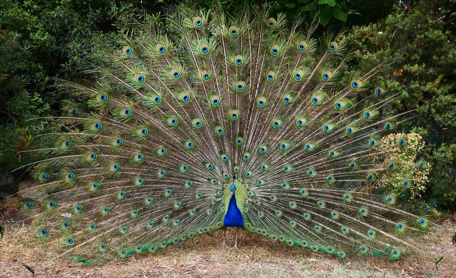 A peacock is presenting his large array of feathers