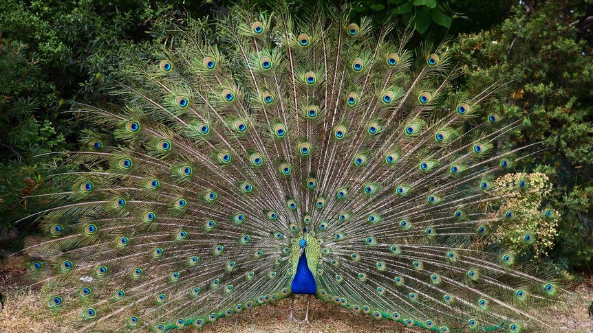 A peacock is presenting his large array of feathers