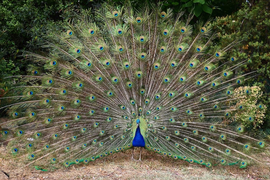 A peacock is presenting his large array of feathers