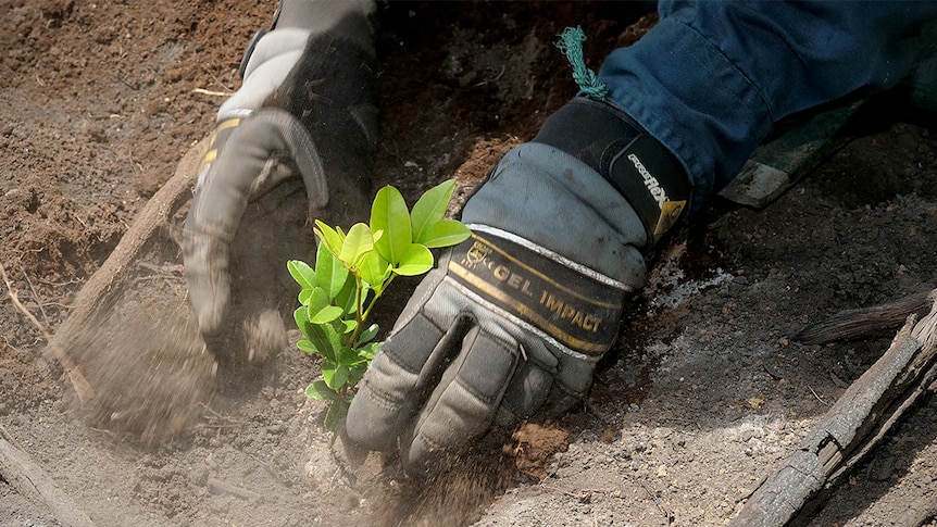 Hands planting a young tree into the ground.