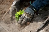 Hands planting a young tree into the ground.