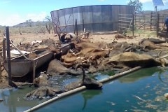 Images show some of the 100 cattle perished on a remote pastoral property in 2012.