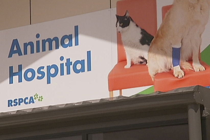 RSPCA Animal Hospital at its headquarters in Qld at Wacol on Brisbane's south-west in December 2012