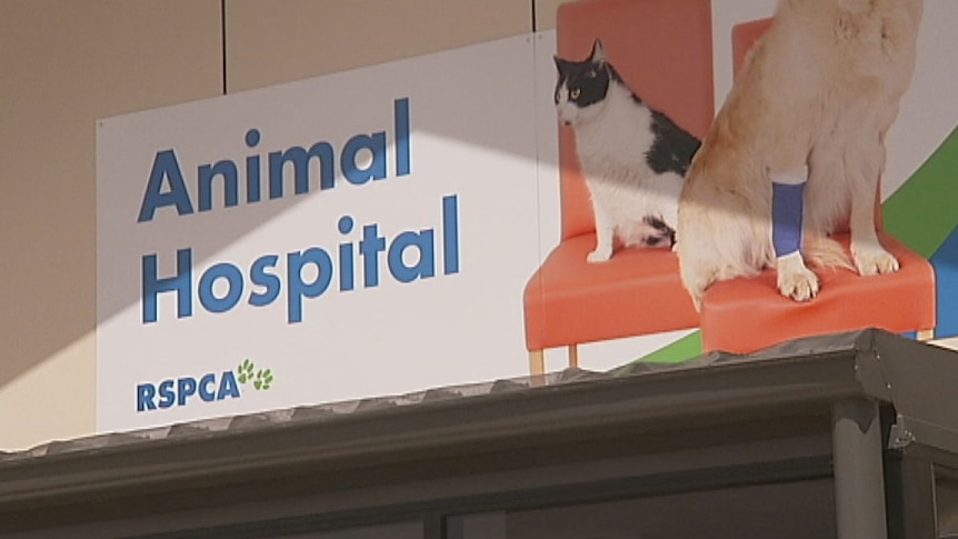 RSPCA Animal Hospital at its headquarters in Qld at Wacol on Brisbane's south-west in December 2012