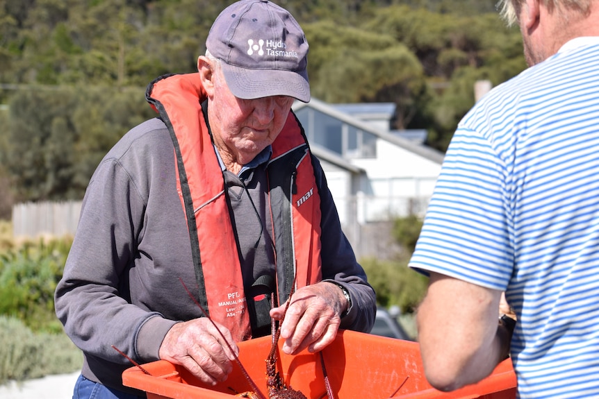 An older man wearing a blue hat and shirt and orange vest stands over an orange tub with crayfish in it.